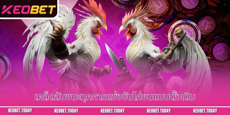 เคล็ดลับชนะทุกการแข่งขันไก่ชนแบบดั้งเดิม
