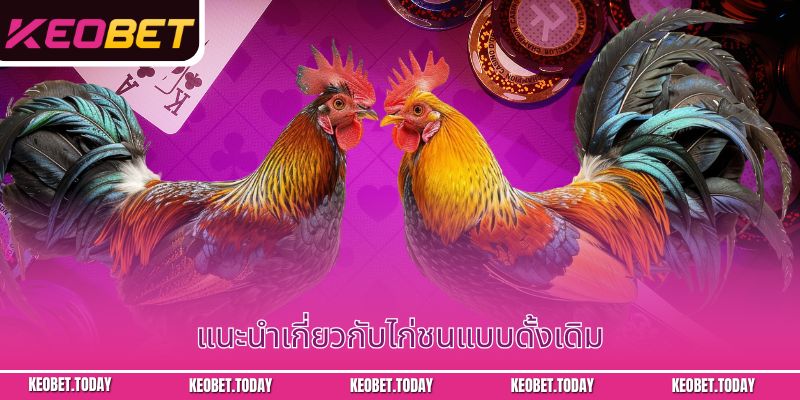 แนะนำเกี่ยวกับไก่ชนแบบดั้งเดิม