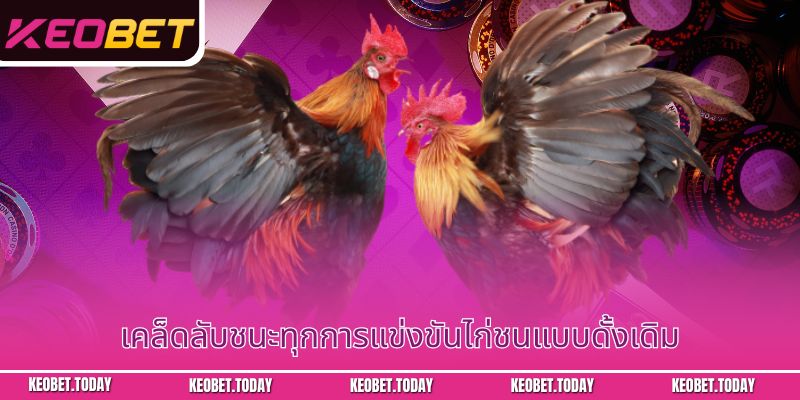 ไก่ชนโธโม C1: ทัวร์นาเมนต์สุดตื่นเต้นในกัมพูชา